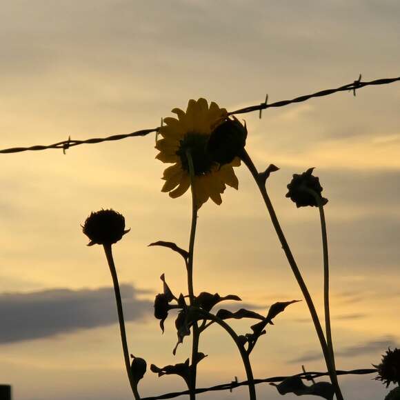 beasunnybee